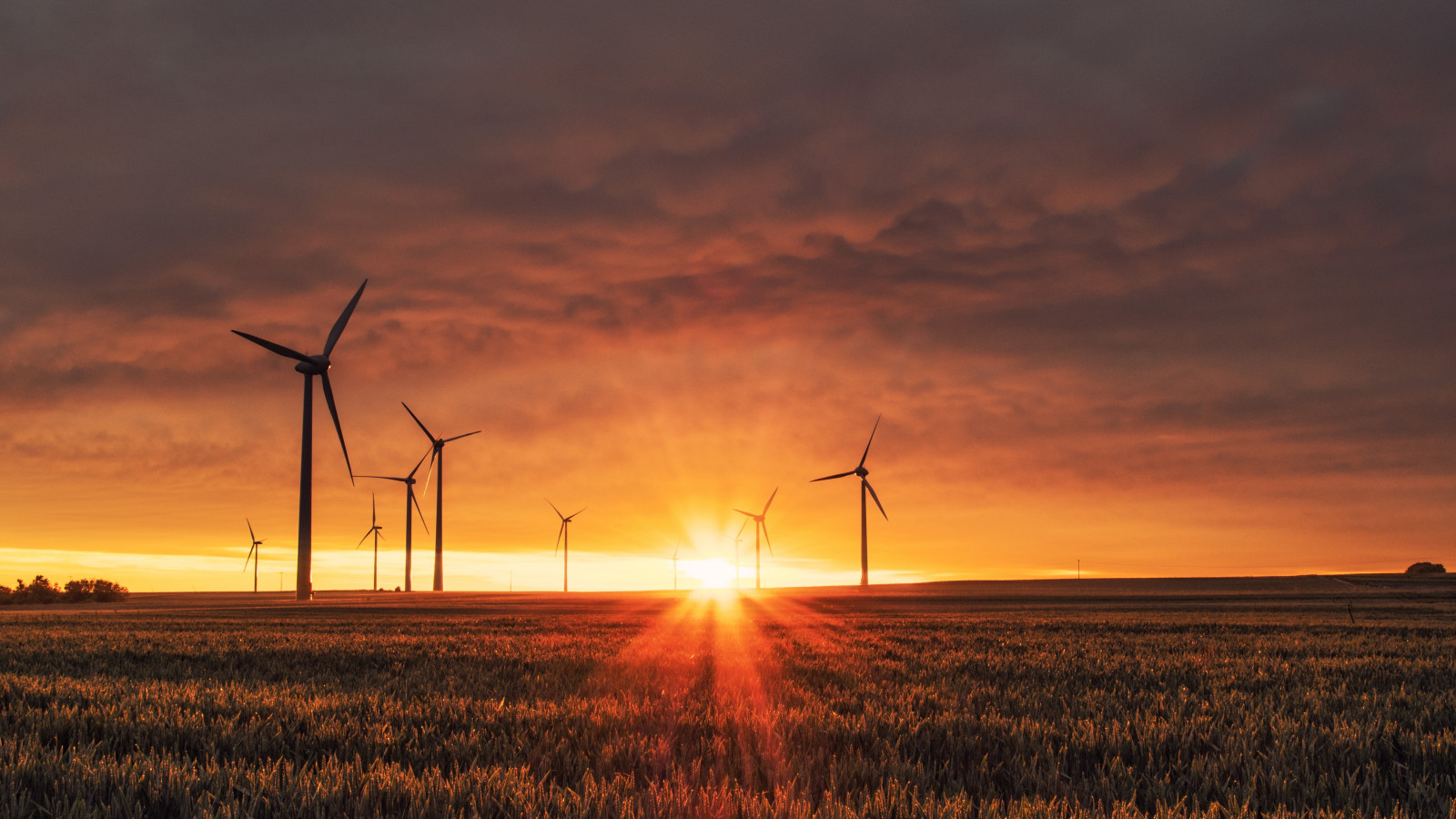 Ein Feld mit Windrädern: SUTSCHE berät Energiedienstleister