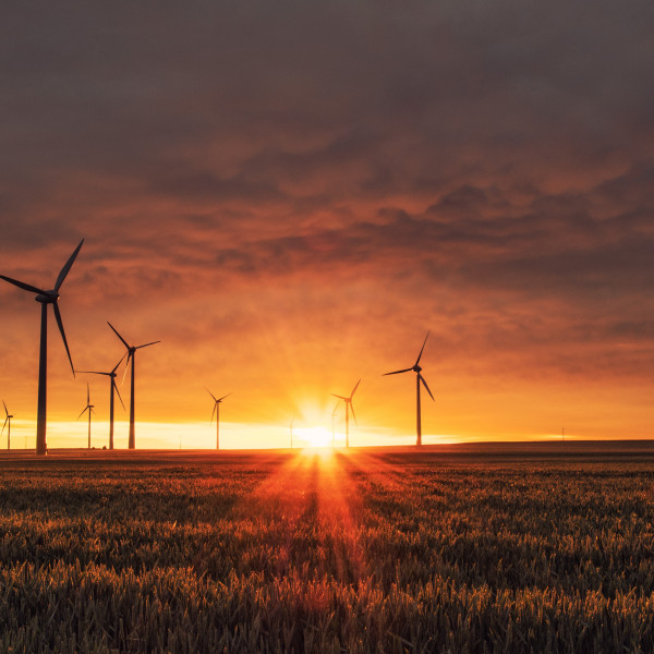 Ein Feld mit Windrädern: SUTSCHE berät Energiedienstleister