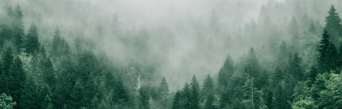 Ein dichter Wald, der von Nebel umhüllt ist