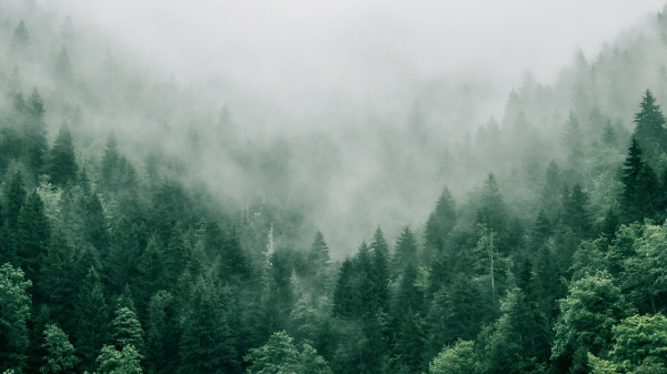 Ein dichter Wald, der von Nebel umhüllt ist