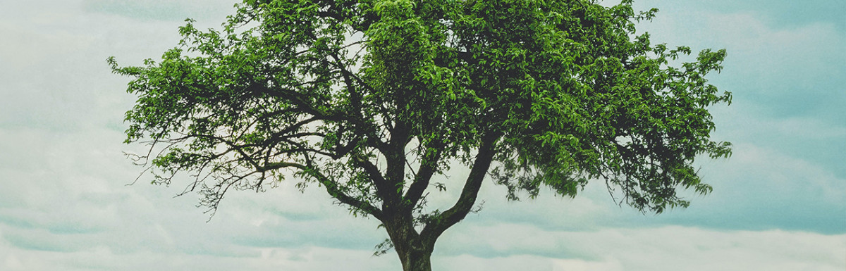 Ein einzelner Baum auf einem grünen Feld unter einem bewölkten Himmel
